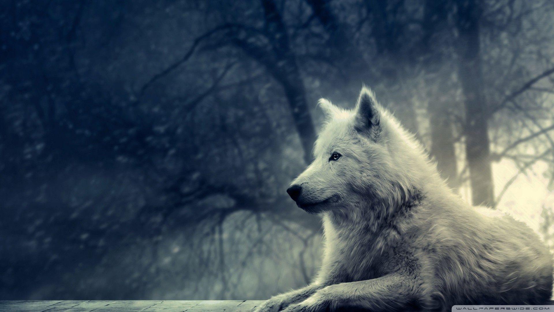 White Wolf Wallpapers Top Free White Wolf Backgrounds WallpaperAccess