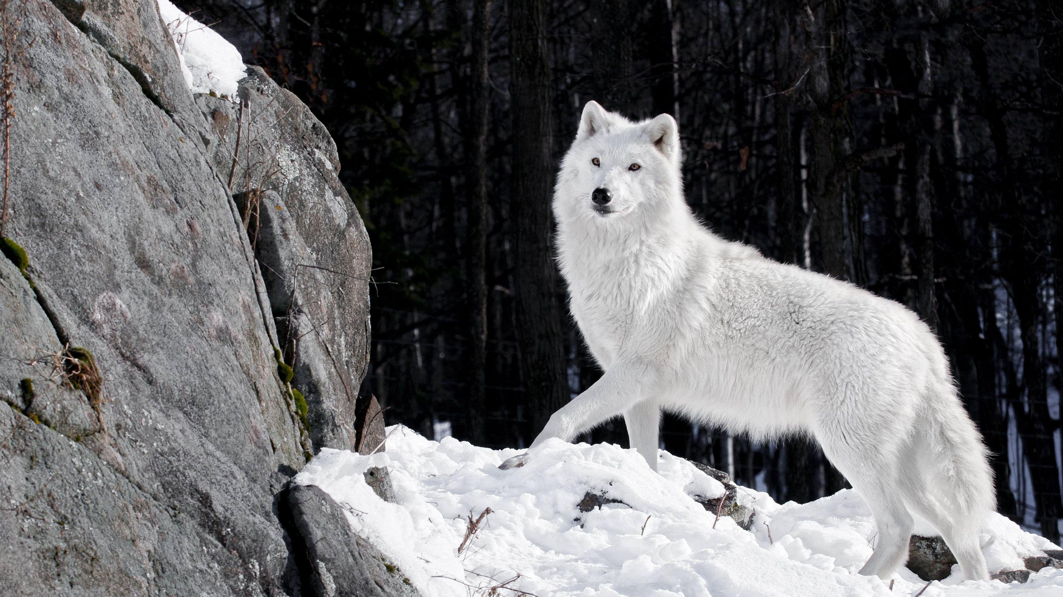 White Wolf Desktop Wallpapers Top Free White Wolf Desktop Backgrounds