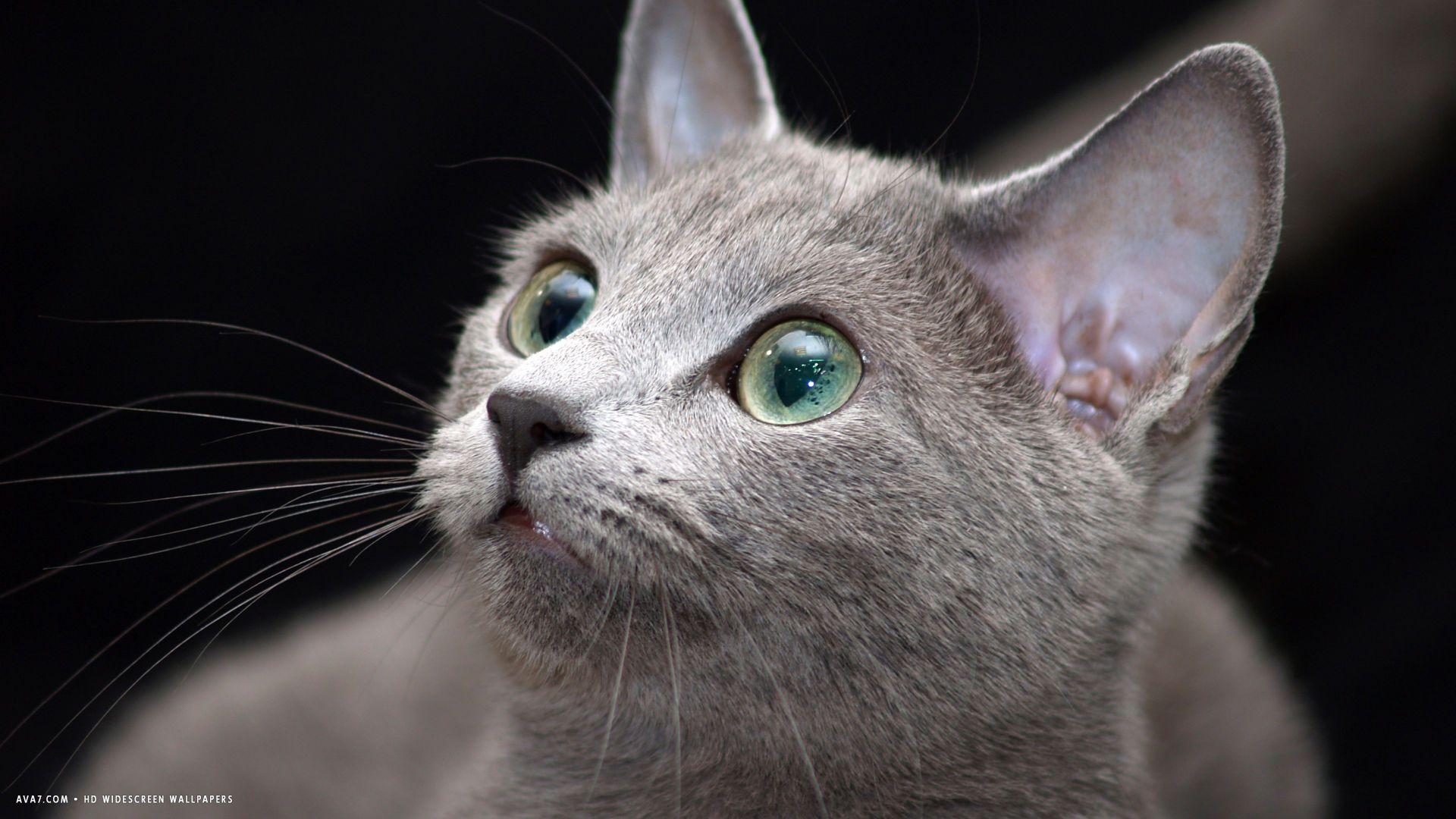 Russian Blue Cat Wallpapers Top Free Russian Blue Cat Backgrounds