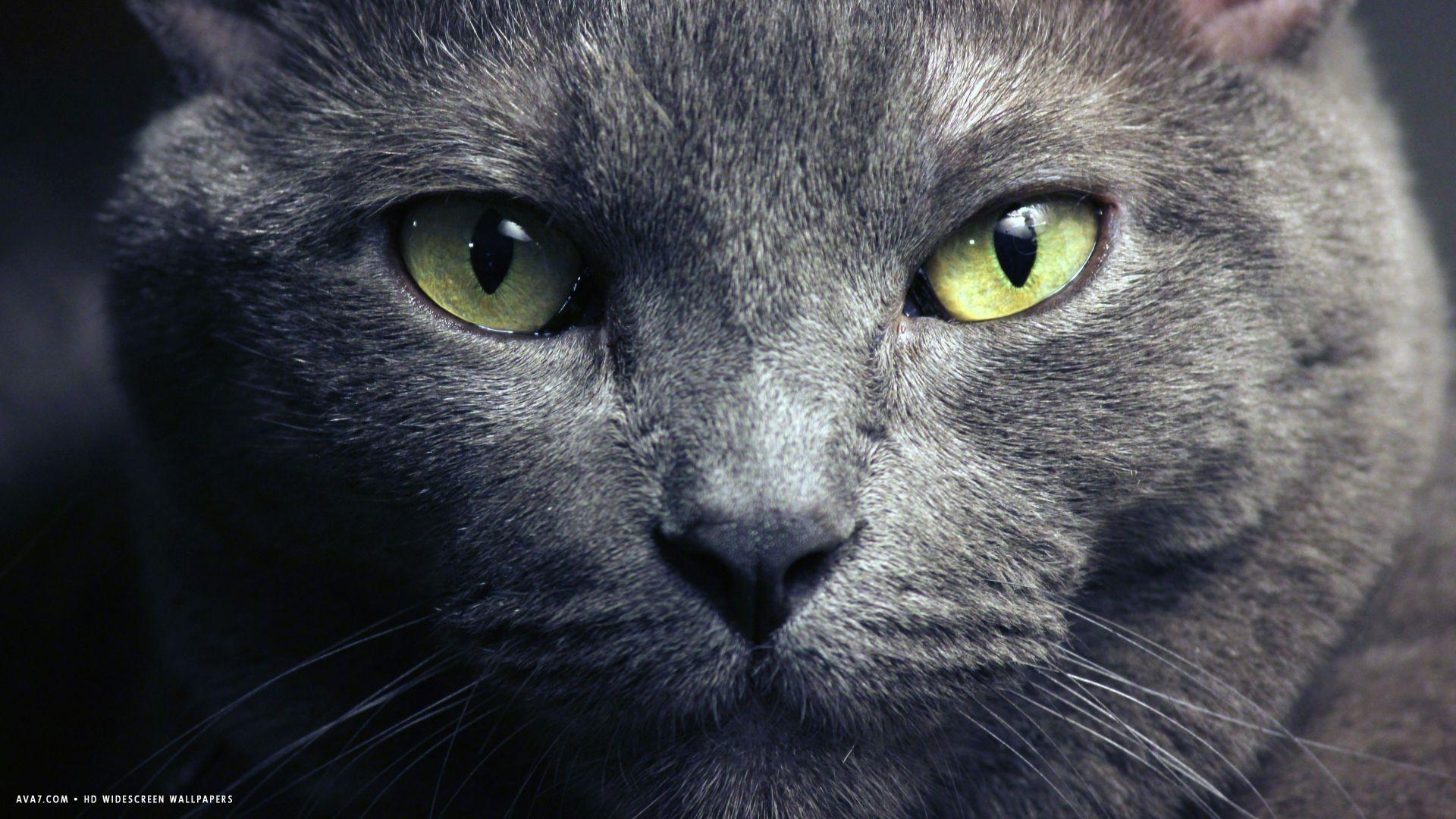 Blue Cat Wallpapers Top Free Blue Cat Backgrounds WallpaperAccess