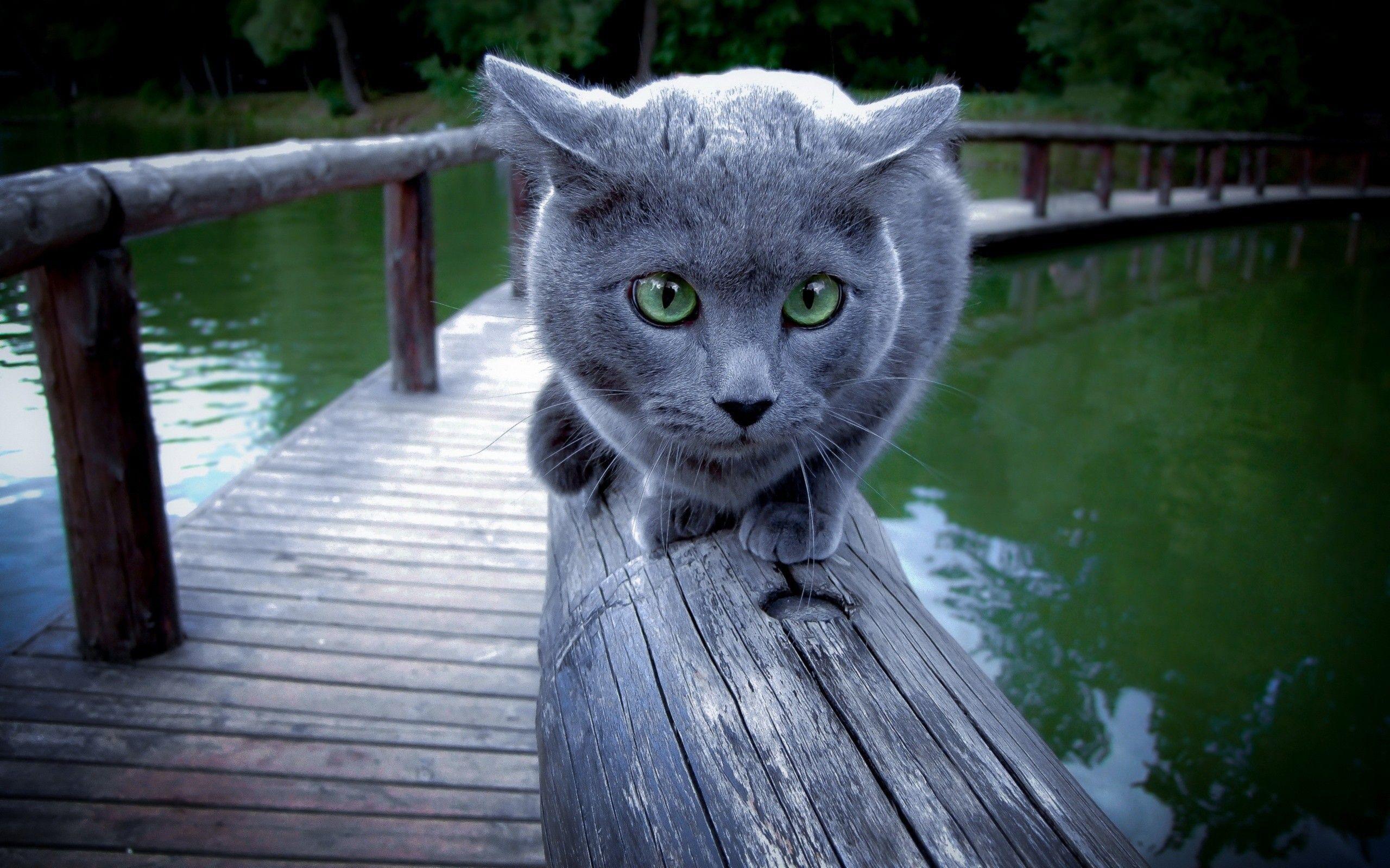 Russian Blue Cat Wallpapers Top Free Russian Blue Cat Backgrounds