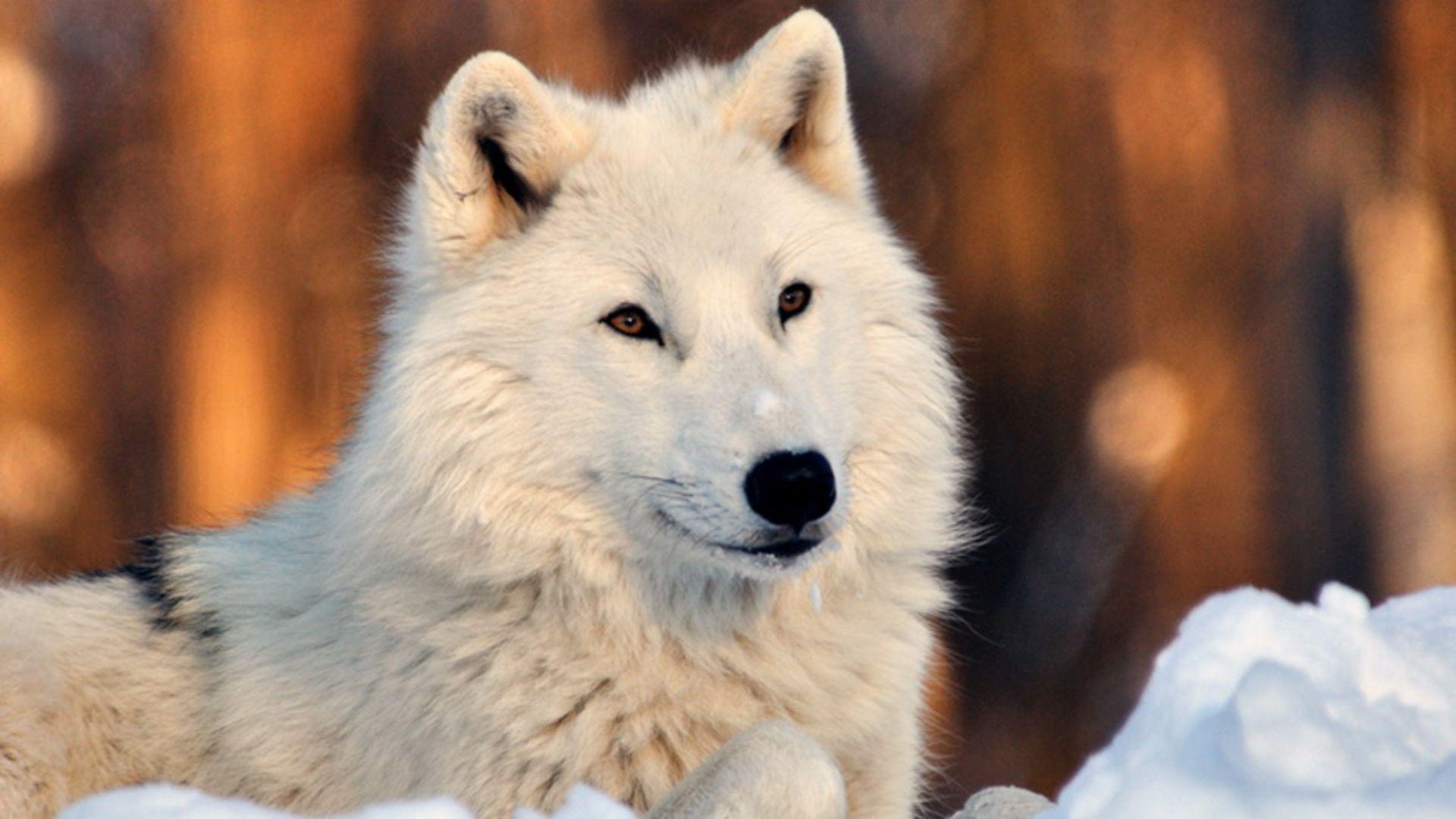 White Wolf Wallpapers Top Free White Wolf Backgrounds WallpaperAccess