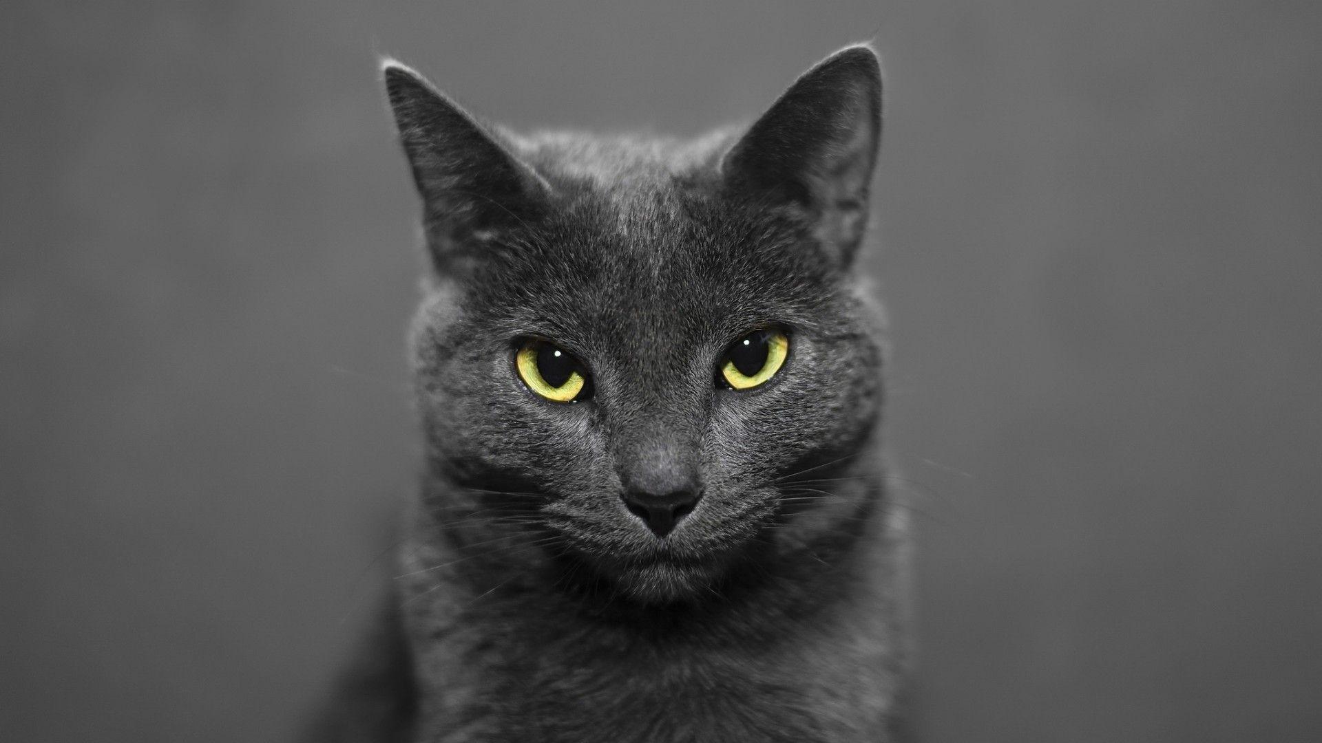 Russian Blue Cat Wallpapers Top Free Russian Blue Cat Backgrounds