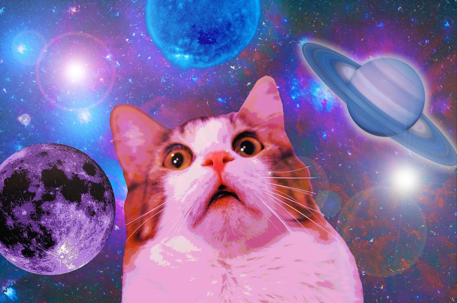 Cool Galaxy Cat Wallpapers Top Free Cool Galaxy Cat Backgrounds