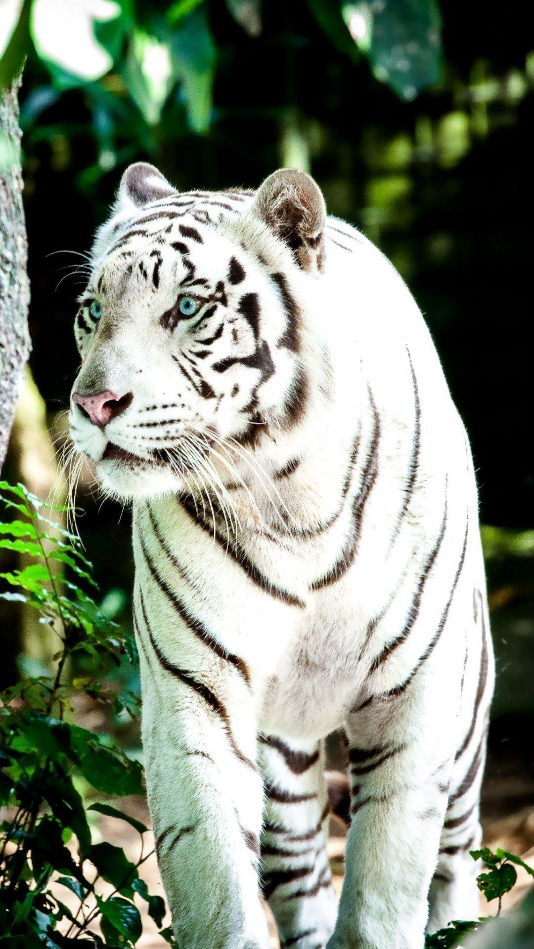 White Tiger HD Wallpapers Top Free White Tiger HD Backgrounds WallpaperAccess