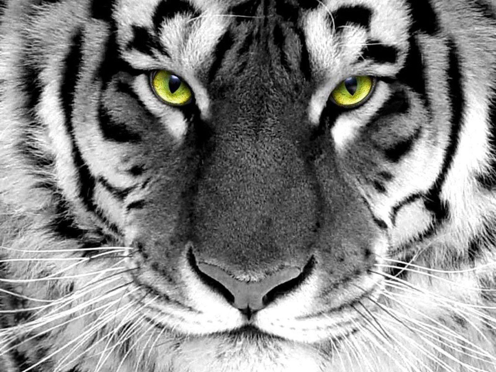 White Tiger Wallpapers Top Free White Tiger Backgrounds WallpaperAccess