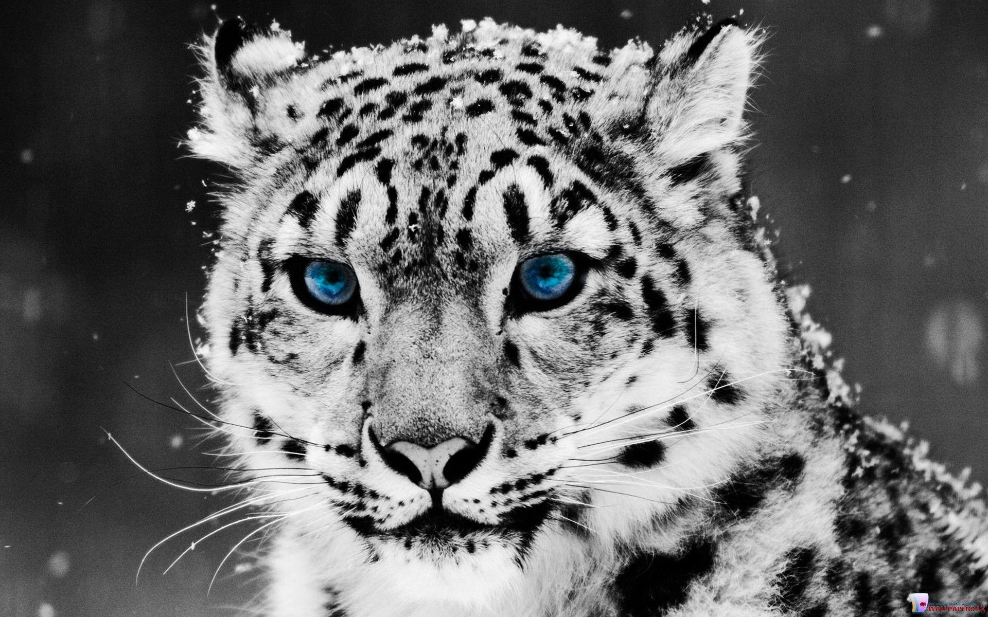 White Tiger HD Wallpapers Top Free White Tiger HD Backgrounds
