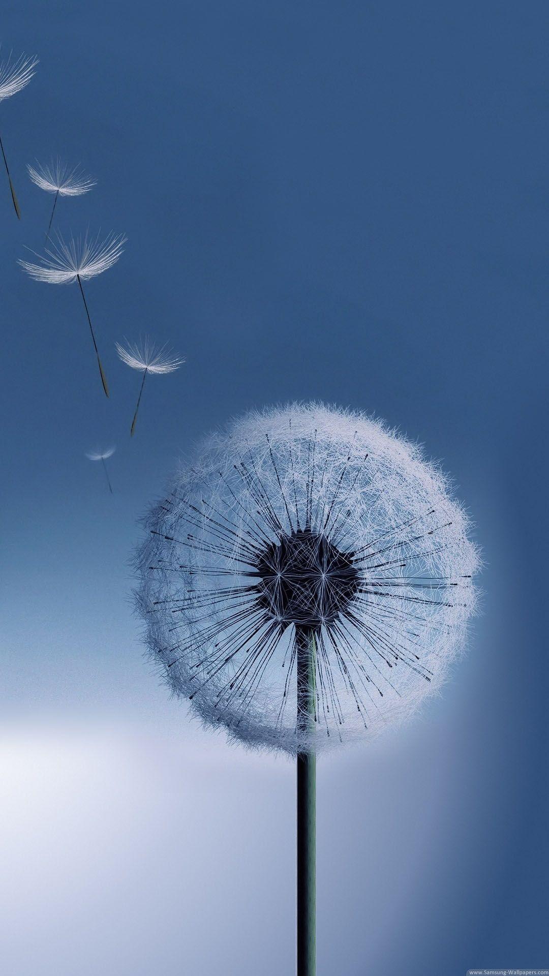 Dandelion HD Wallpapers Top Free Dandelion HD Backgrounds