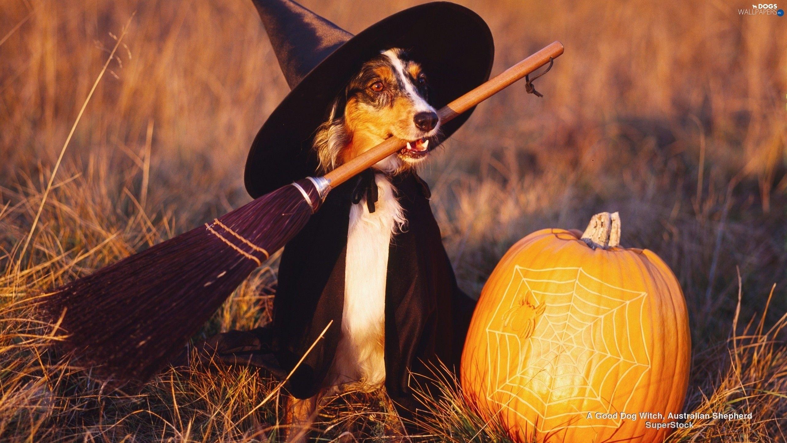 Halloween Puppy Wallpapers Top Free Halloween Puppy Backgrounds