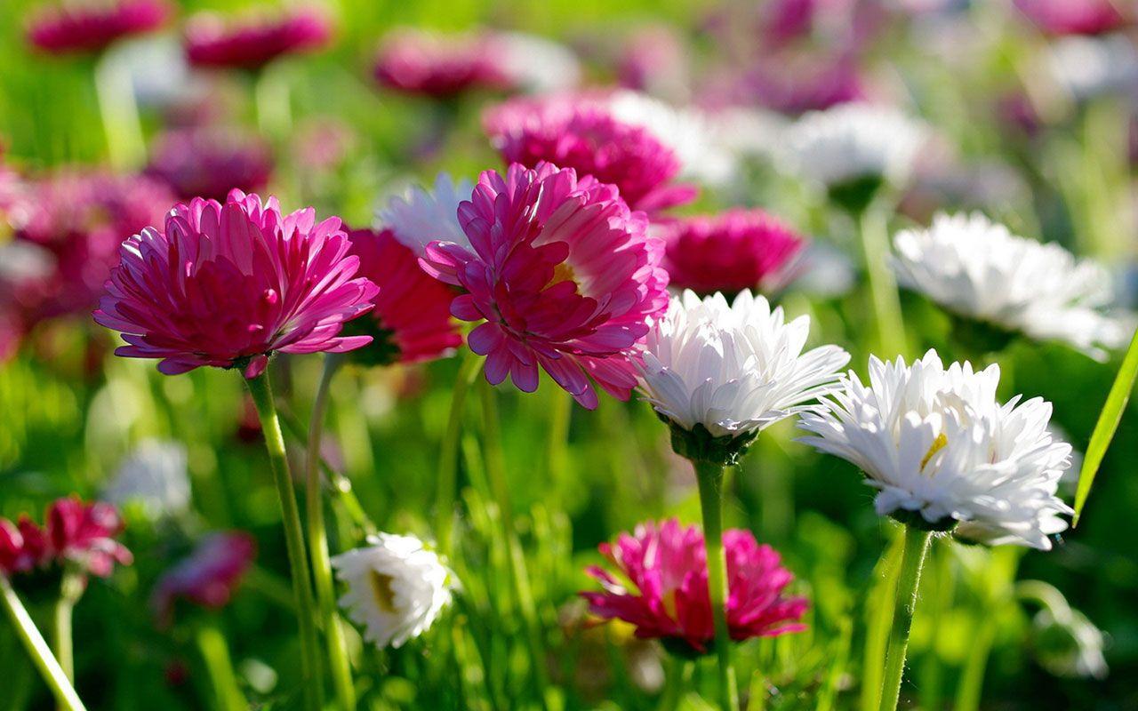 Pink And White Flowers Wallpapers Top Free Pink And White Flowers