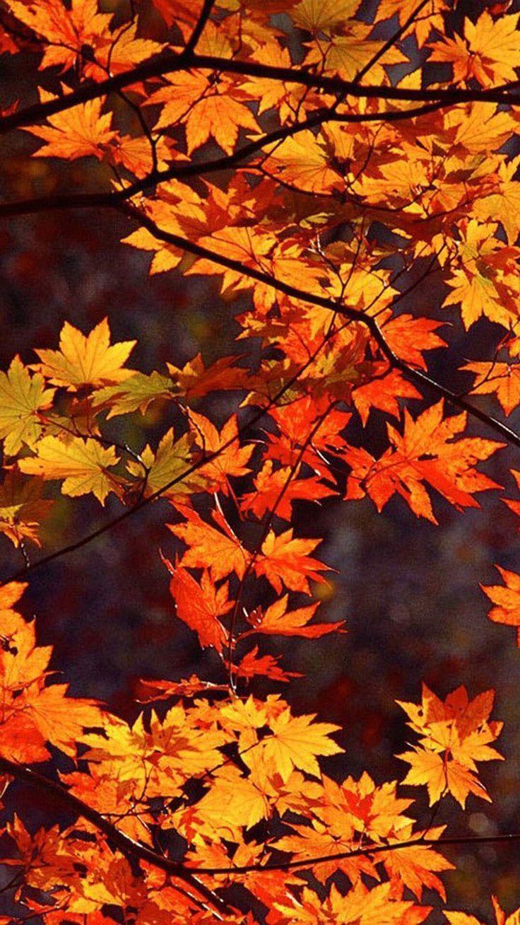 Pinterest Autumn Wallpapers Top Free Pinterest Autumn Backgrounds