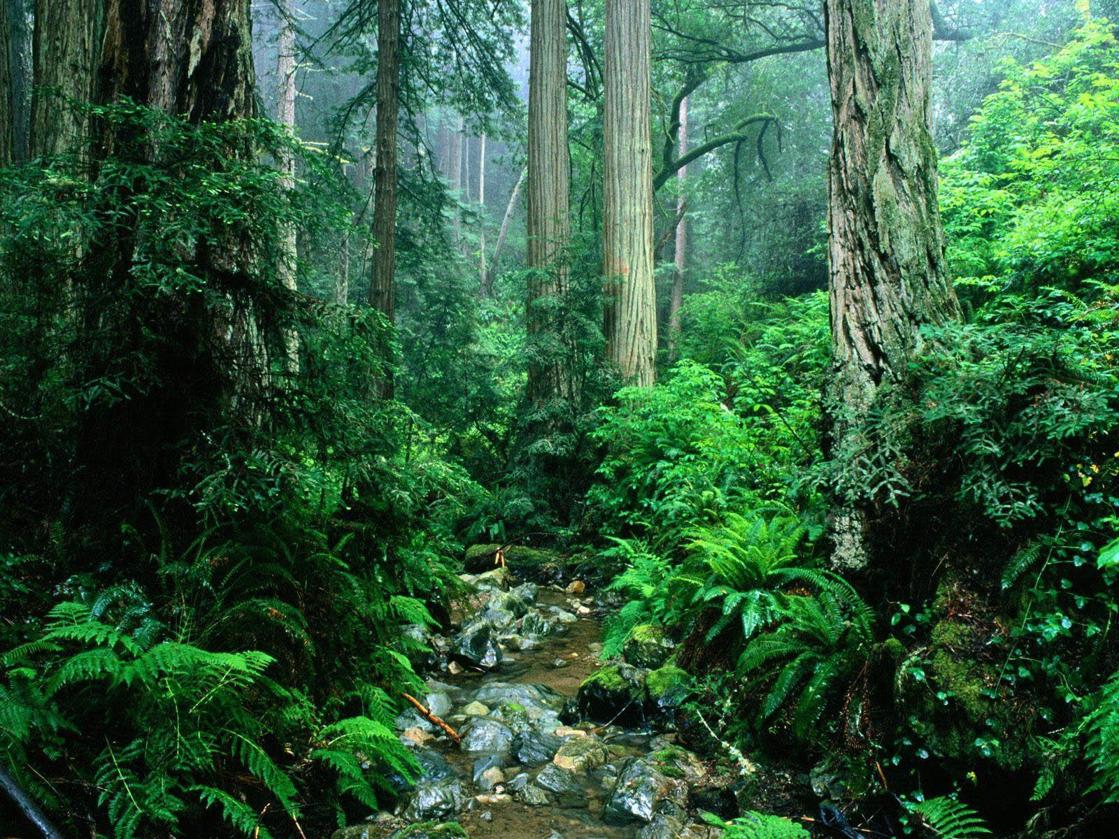 Amazon Rainforest Desktop Wallpapers Top Free Amazon Rainforest