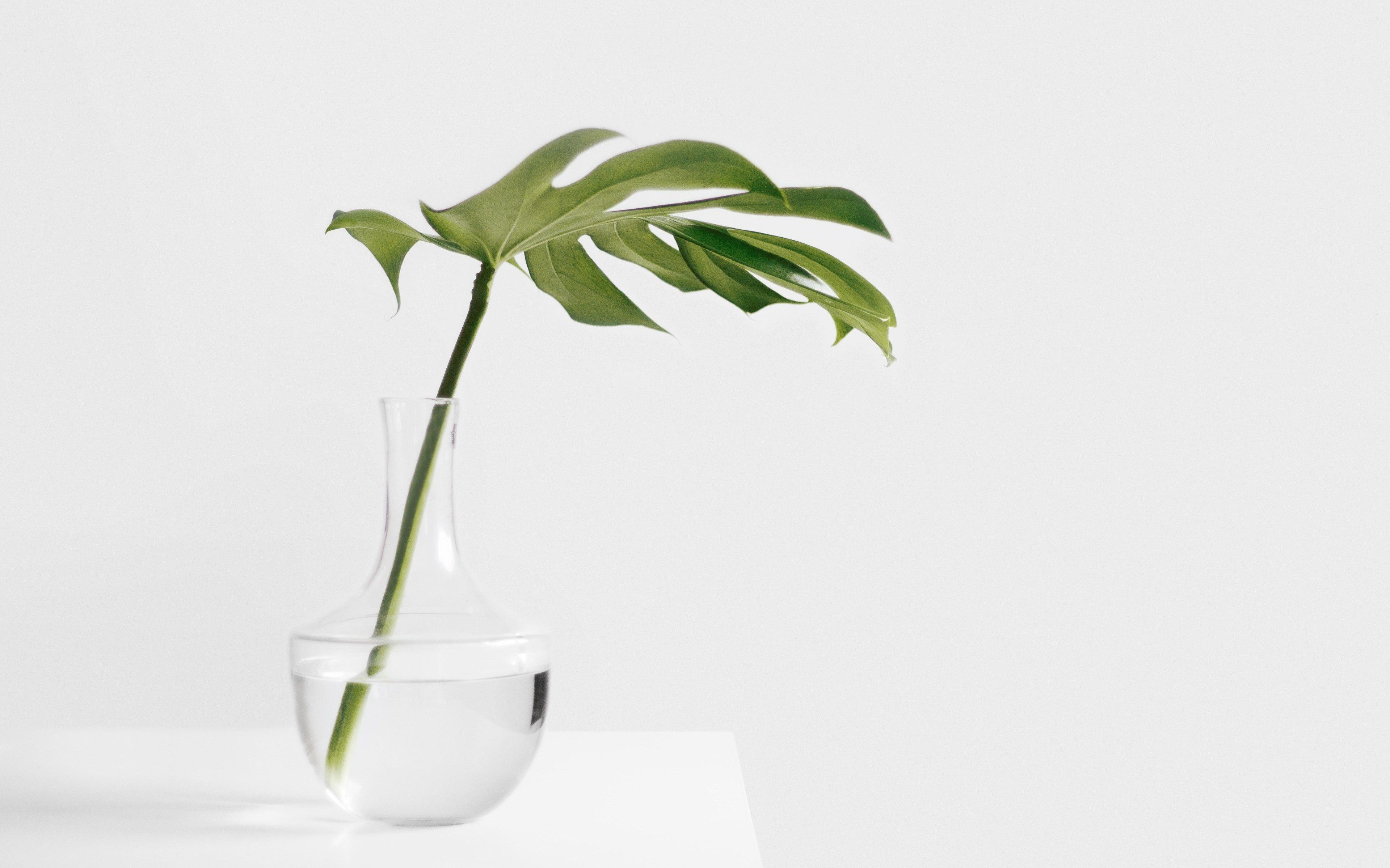 Minimalist Plant Wallpapers Top Free Minimalist Plant Backgrounds