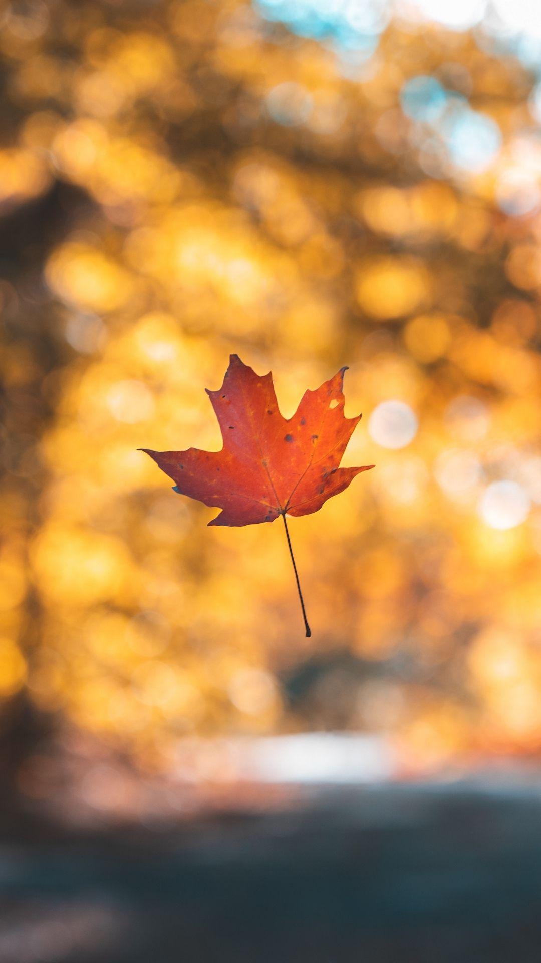 Minimalist Autumn Wallpapers Top Free Minimalist Autumn Backgrounds