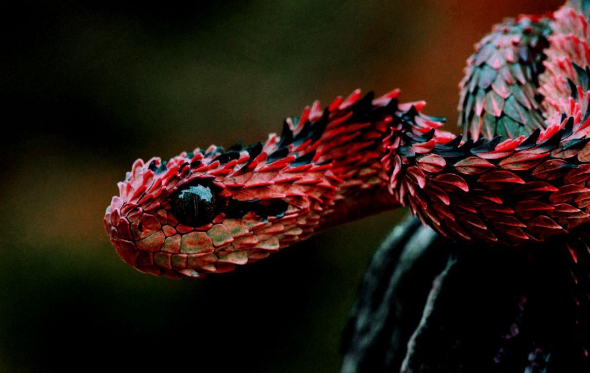Red Snake Wallpapers Top Free Red Snake Backgrounds WallpaperAccess