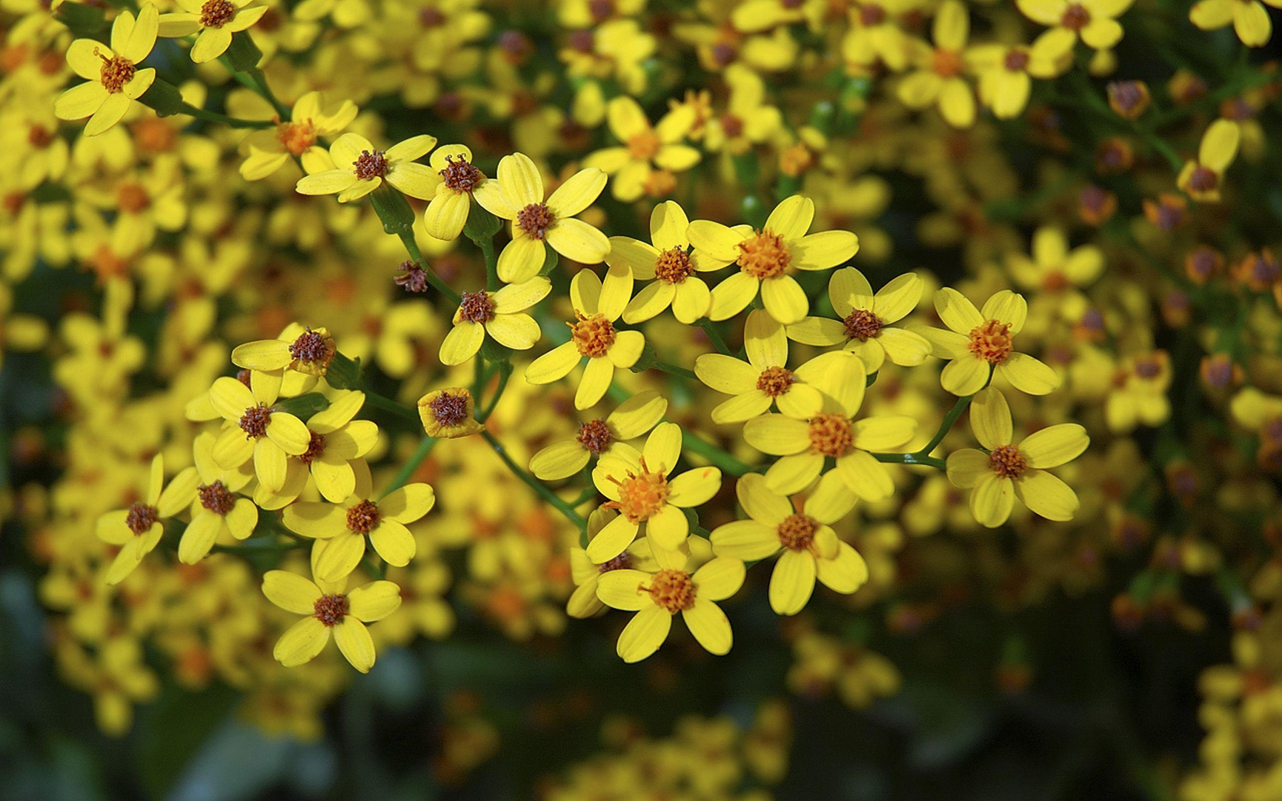 Ethiopia Wallpapers Top Free Ethiopia Backgrounds WallpaperAccess