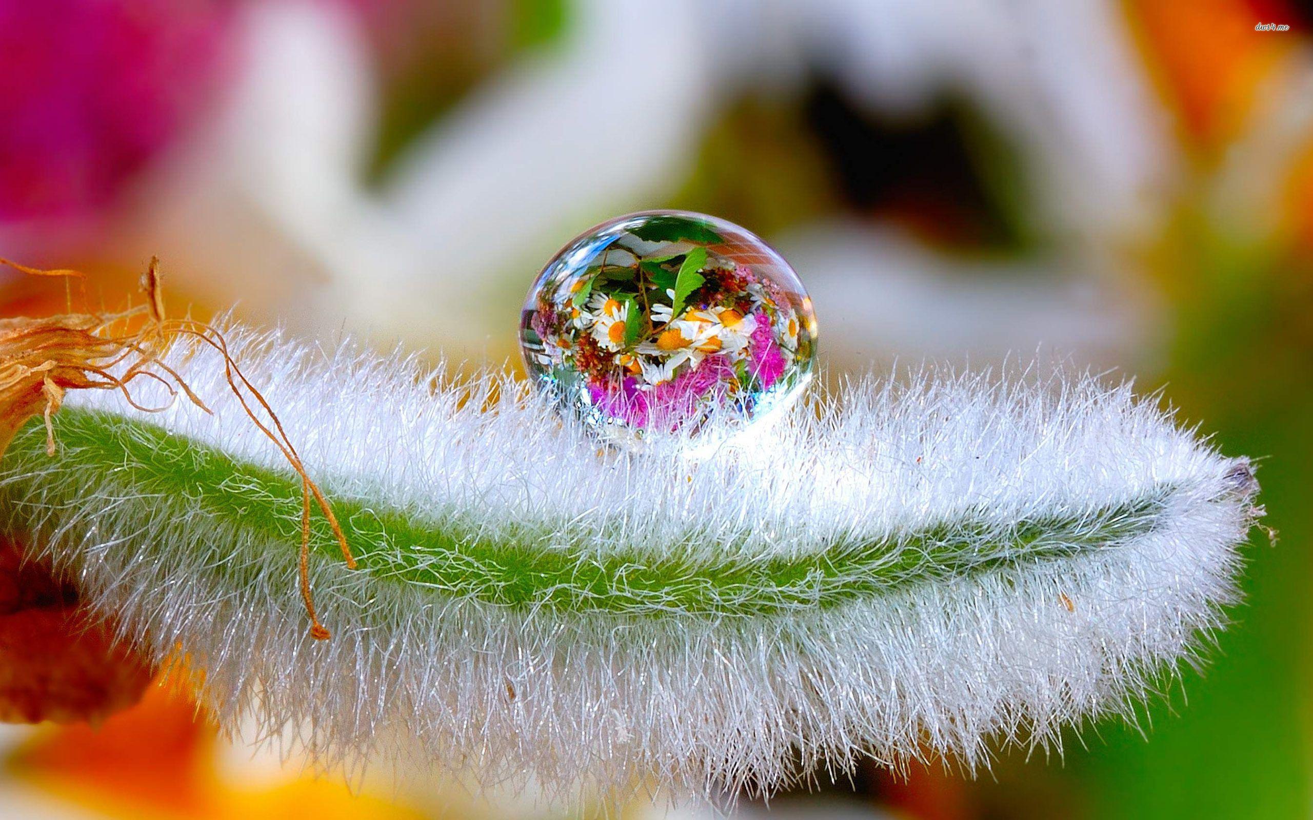 Water Drop Wallpapers Top Free Water Drop Backgrounds WallpaperAccess