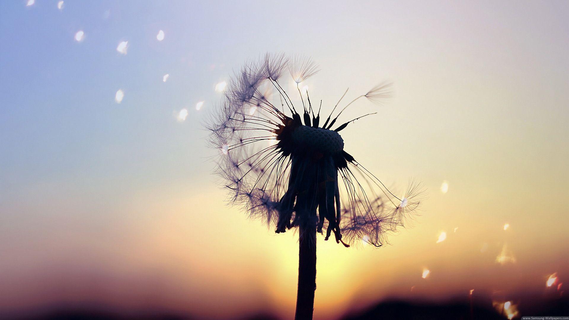 Dandelion Wallpapers Top Free Dandelion Backgrounds WallpaperAccess