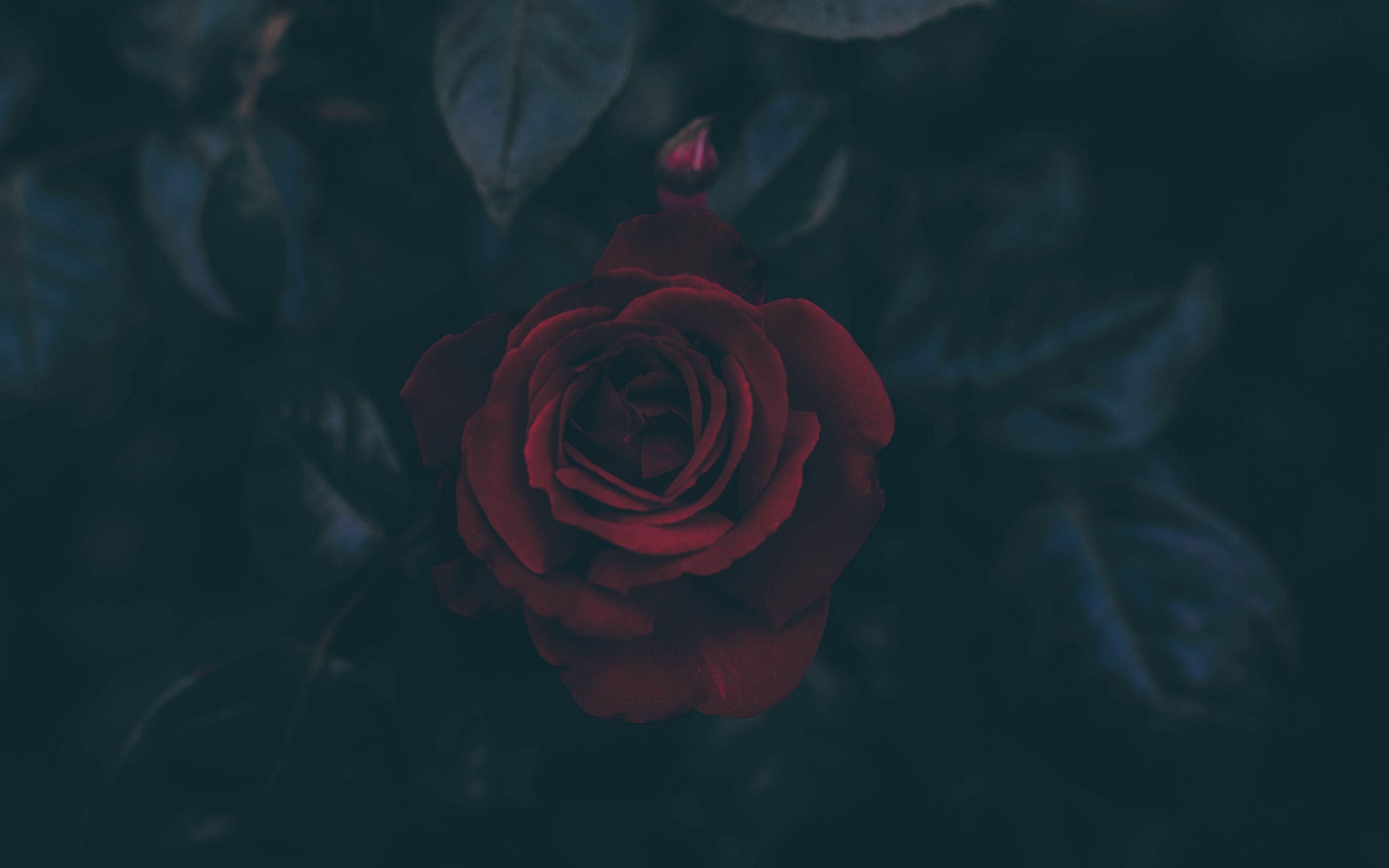 Black Roses 4K Wallpapers Top Free Black Roses 4K Backgrounds