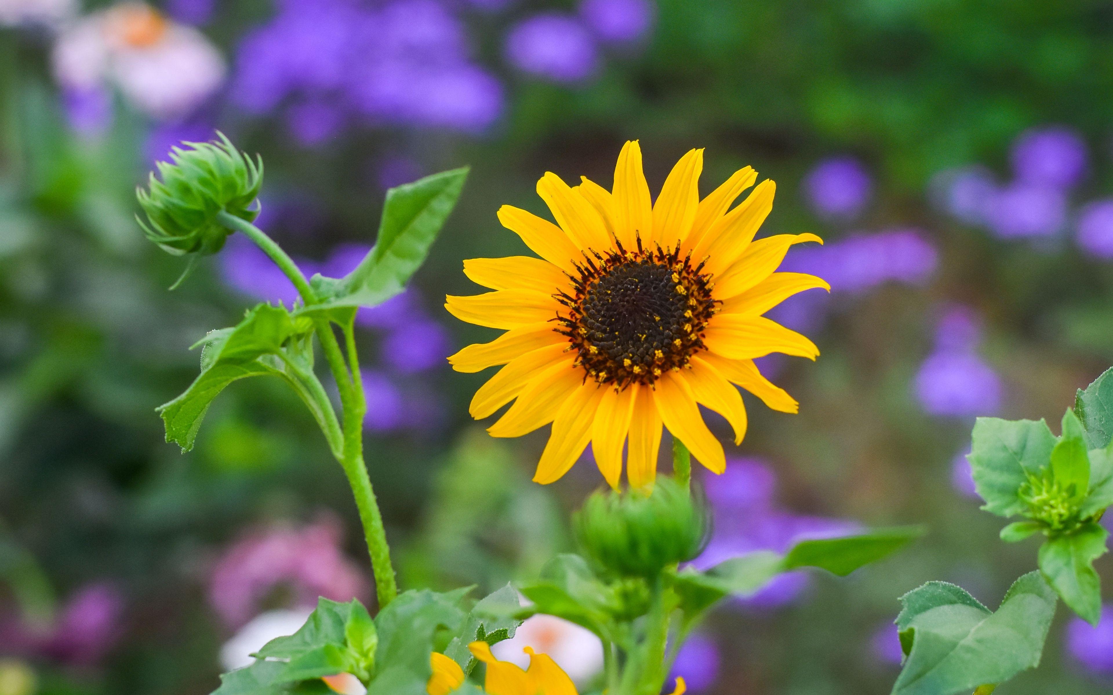 Gardens 4K Wallpapers Top Free Gardens 4K Backgrounds WallpaperAccess