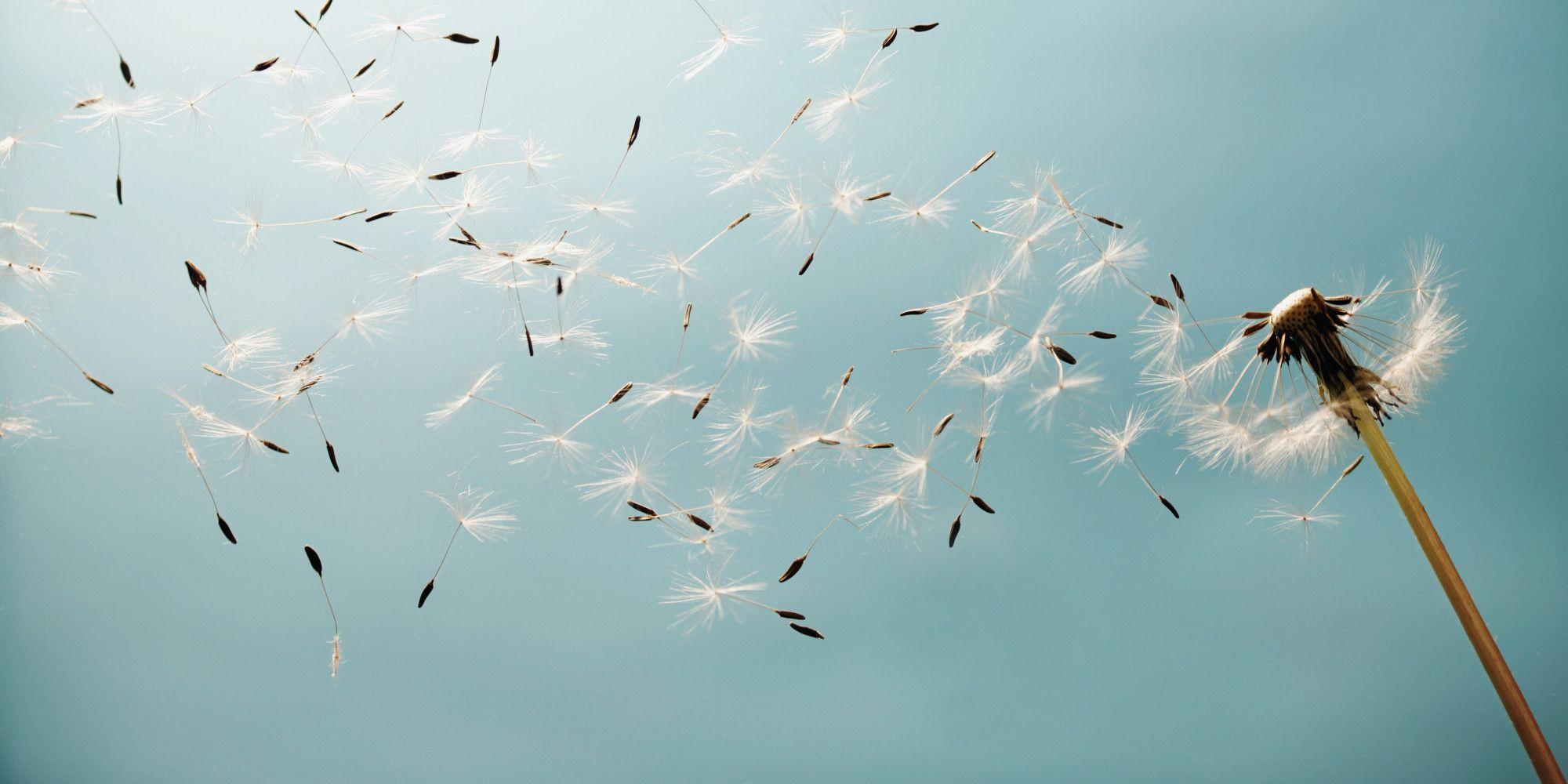 Dandelion Wallpapers Top Free Dandelion Backgrounds WallpaperAccess