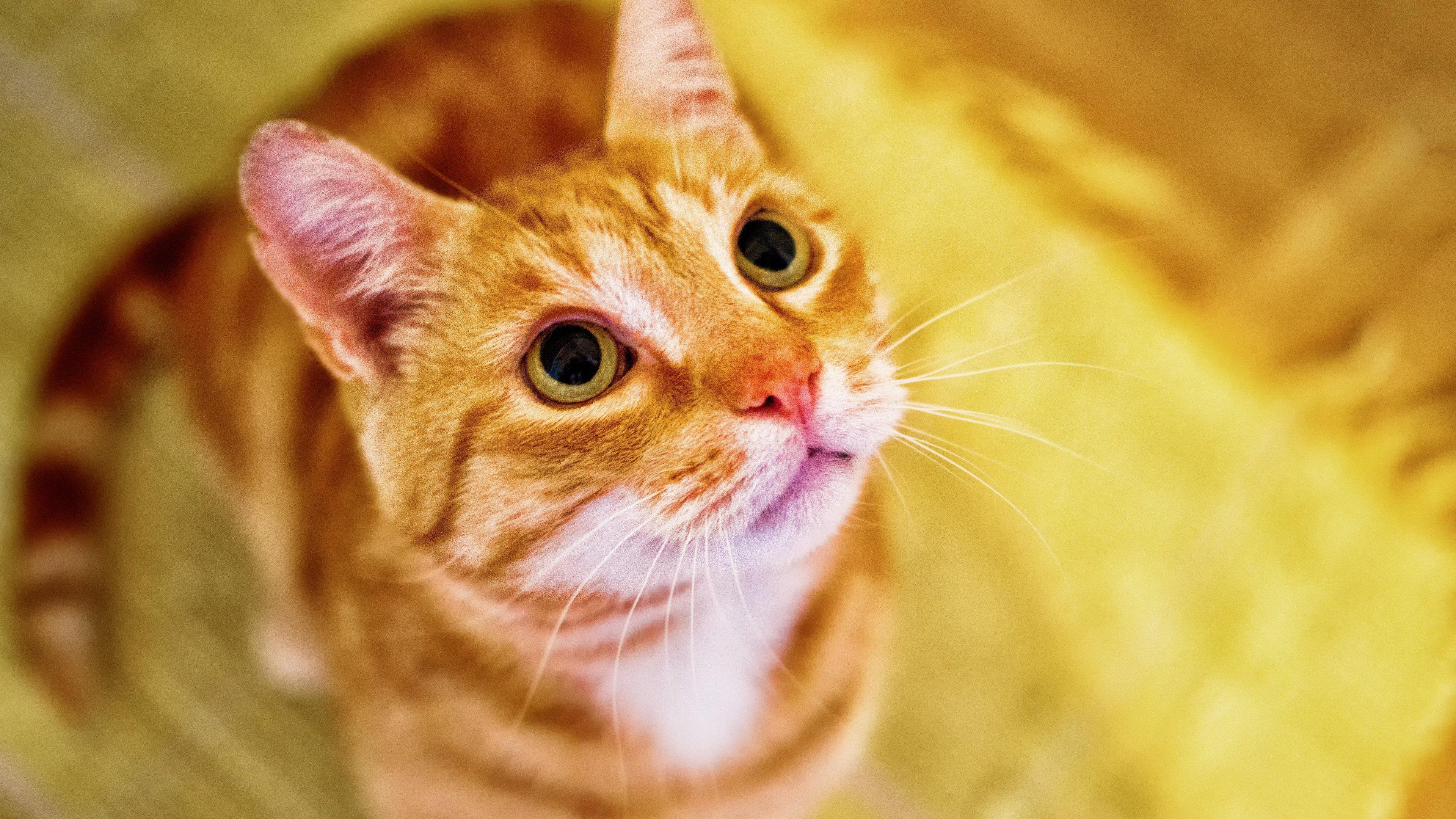 Orange Cat Wallpapers Top Free Orange Cat Backgrounds WallpaperAccess