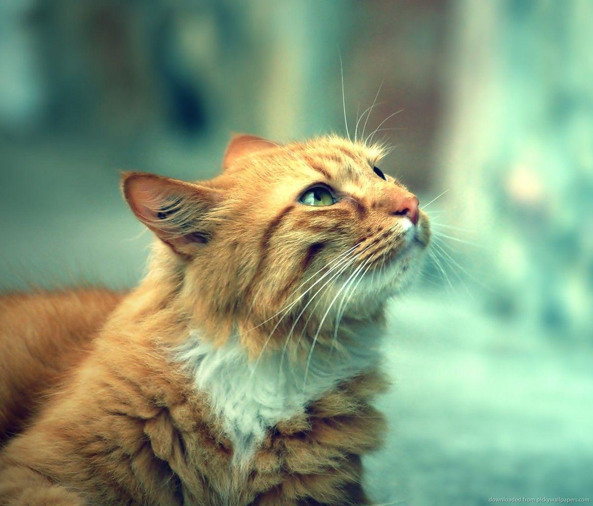 Hipster Galaxy Cat Wallpapers Top Free Hipster Galaxy