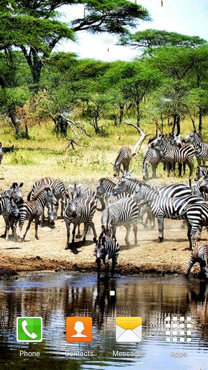 Safari Wallpapers Top Free Safari Backgrounds WallpaperAccess