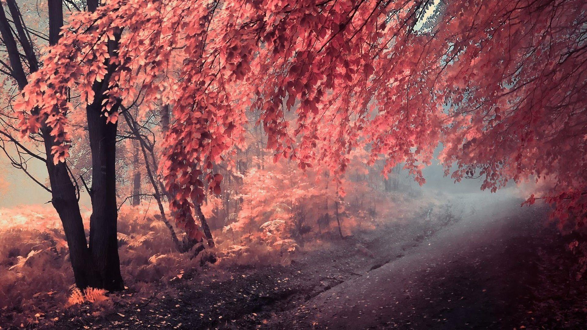 Misty Forest Wallpapers Top Free Misty Forest Backgrounds