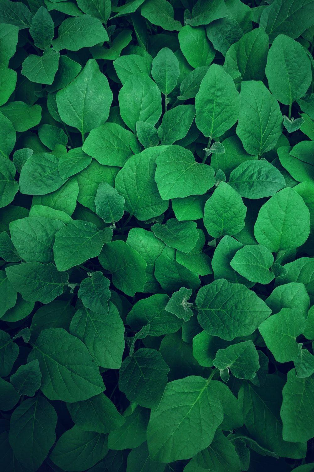 Greenery Wallpapers Top Free Greenery Backgrounds WallpaperAccess