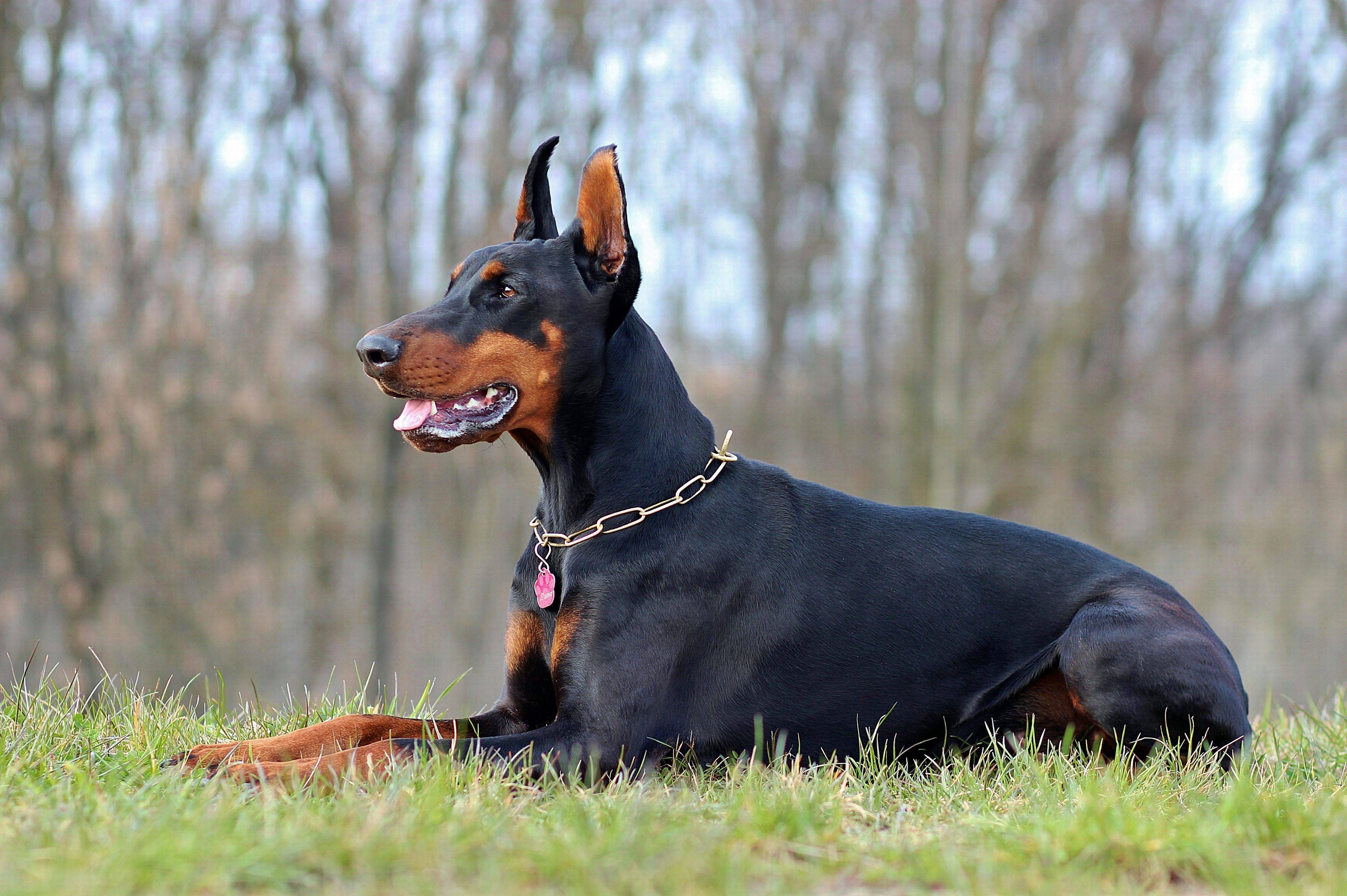Doberman Wallpapers Top Free Doberman Backgrounds WallpaperAccess