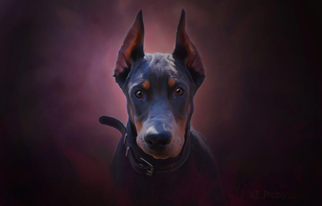 Doberman Wallpapers Top Free Doberman Backgrounds WallpaperAccess