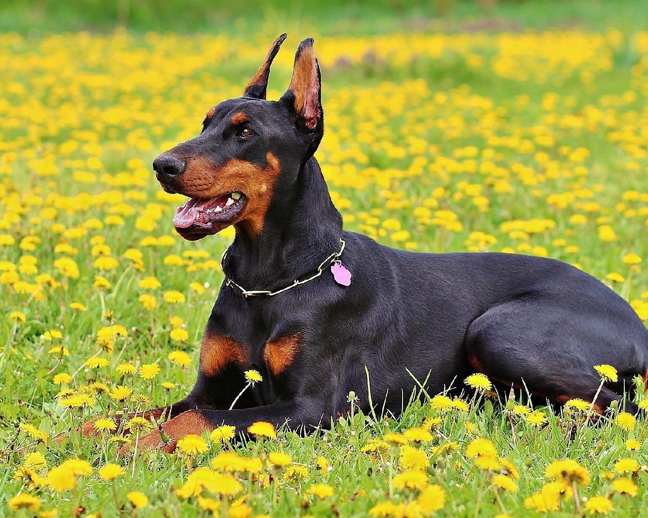 Doberman Wallpapers Top Free Doberman Backgrounds WallpaperAccess
