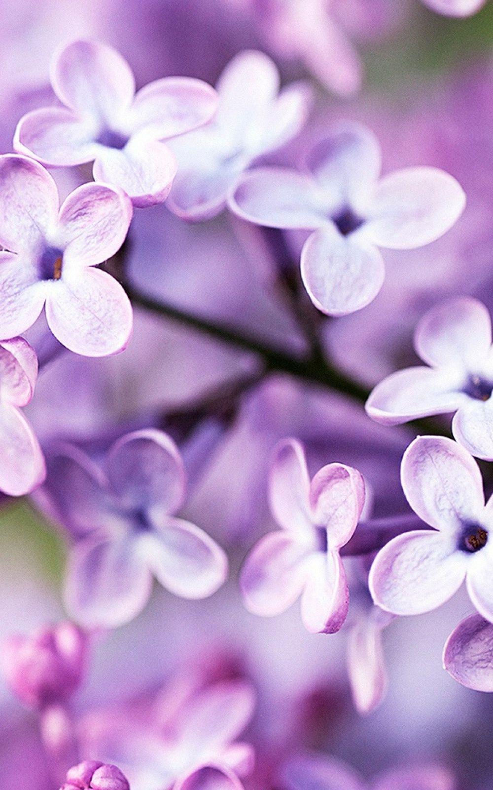 Purple Spring Wallpapers Top Free Purple Spring Backgrounds
