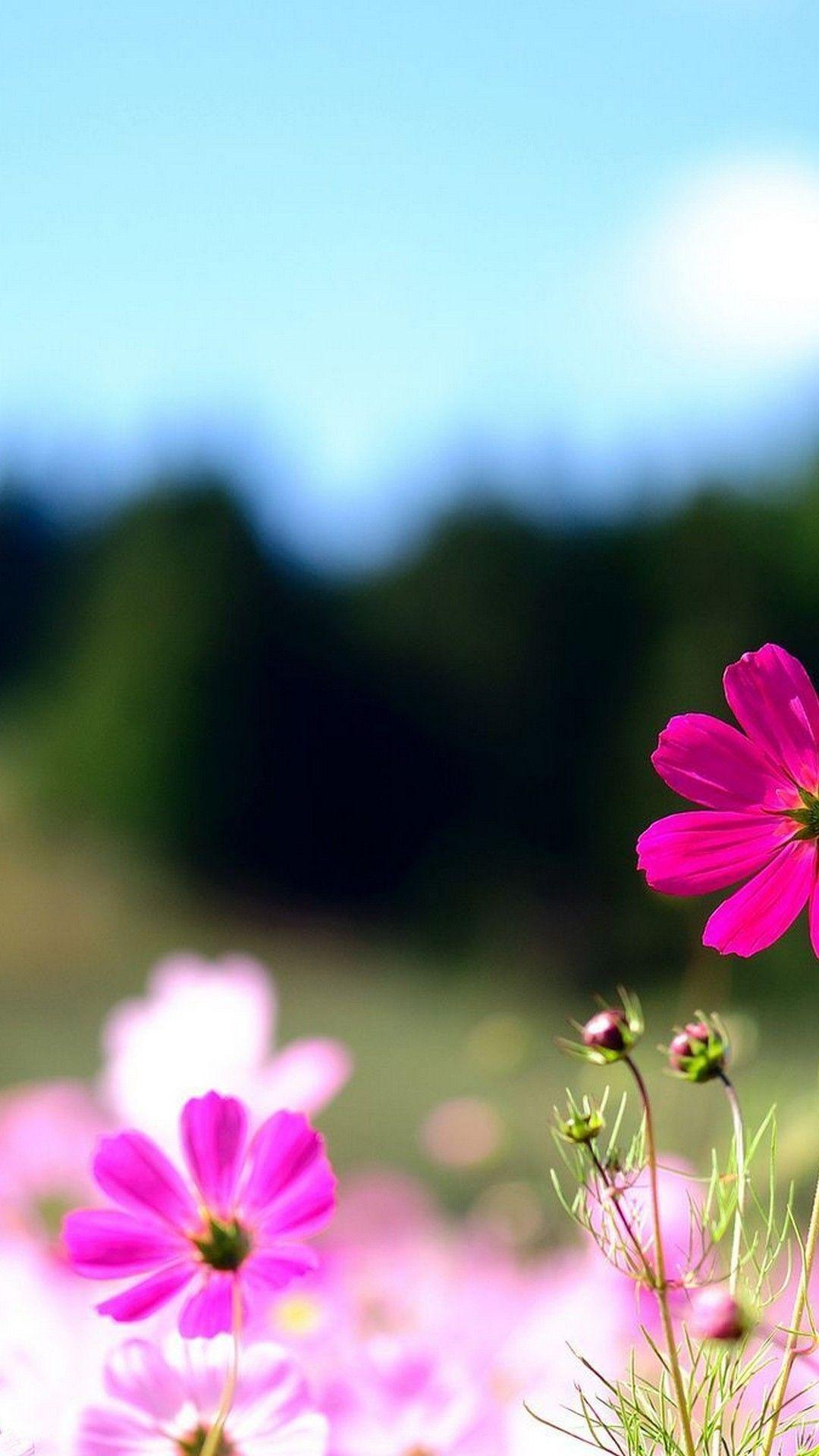 Cute Spring Wallpaper