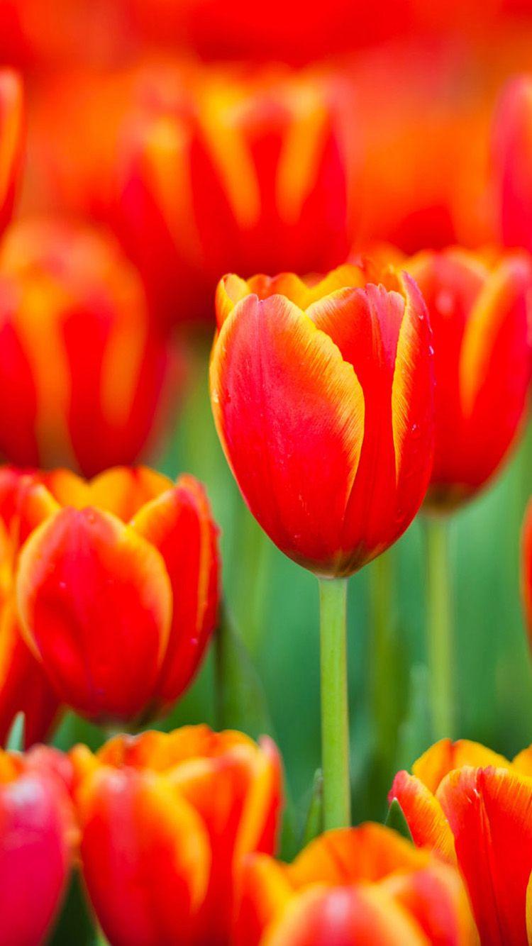 iPhone Tulip Wallpapers Top Free iPhone Tulip Backgrounds WallpaperAccess