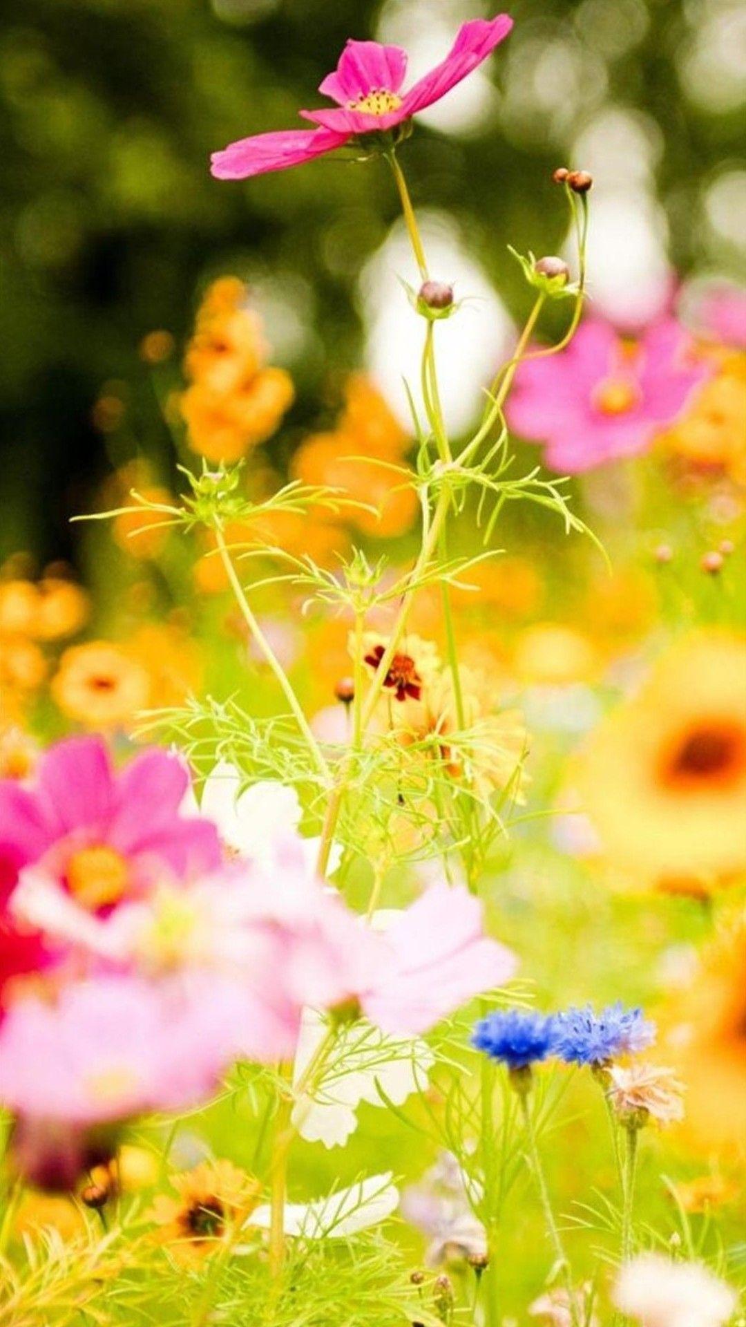 Spring Flowers iPhone Wallpapers Top Free Spring Flowers iPhone