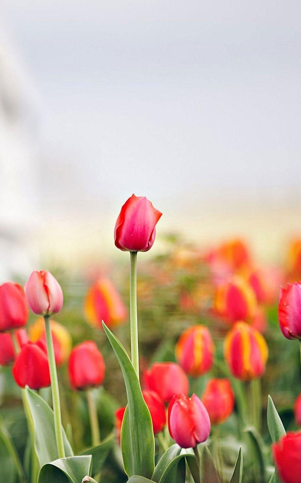 Tulips iPhone Wallpapers Top Free Tulips iPhone Backgrounds