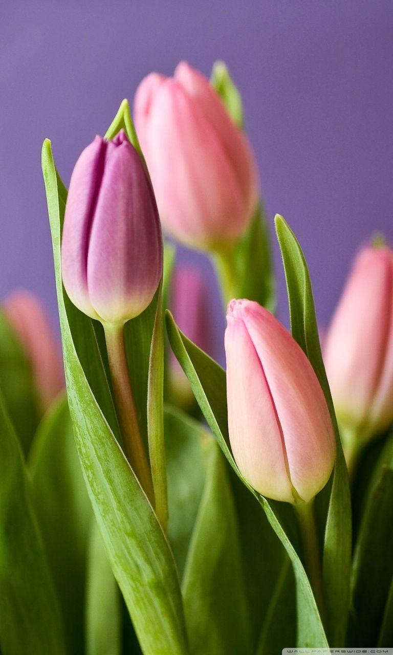 Tulips iPhone Wallpapers Top Free Tulips iPhone Backgrounds
