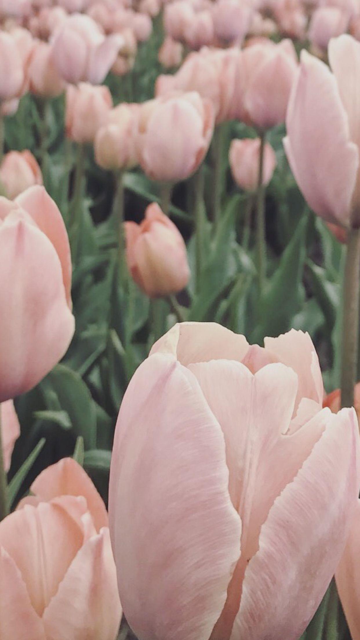 Tulip iPhone Wallpapers Top Free Tulip iPhone Backgrounds