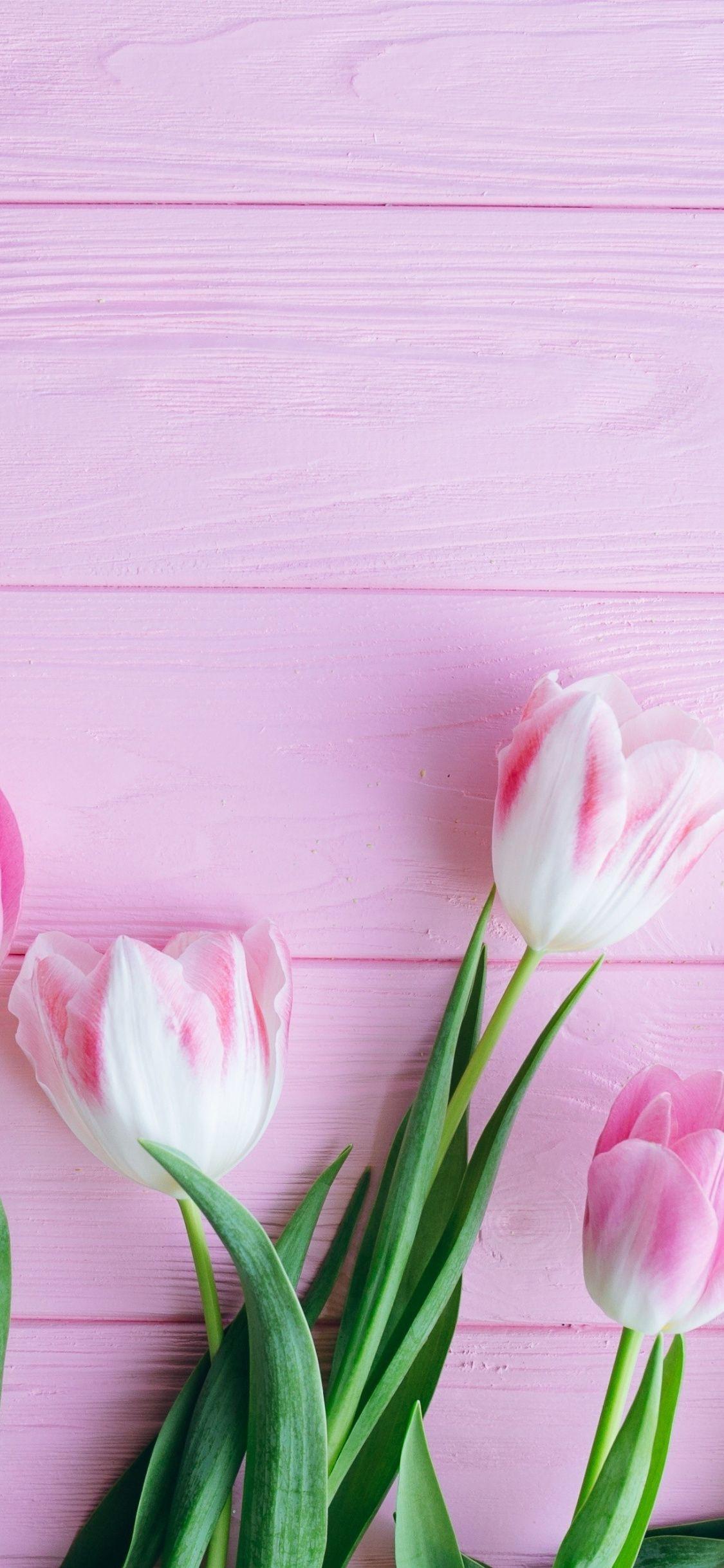 Iphone X Flower Wallpaper 4k Best Flower Site