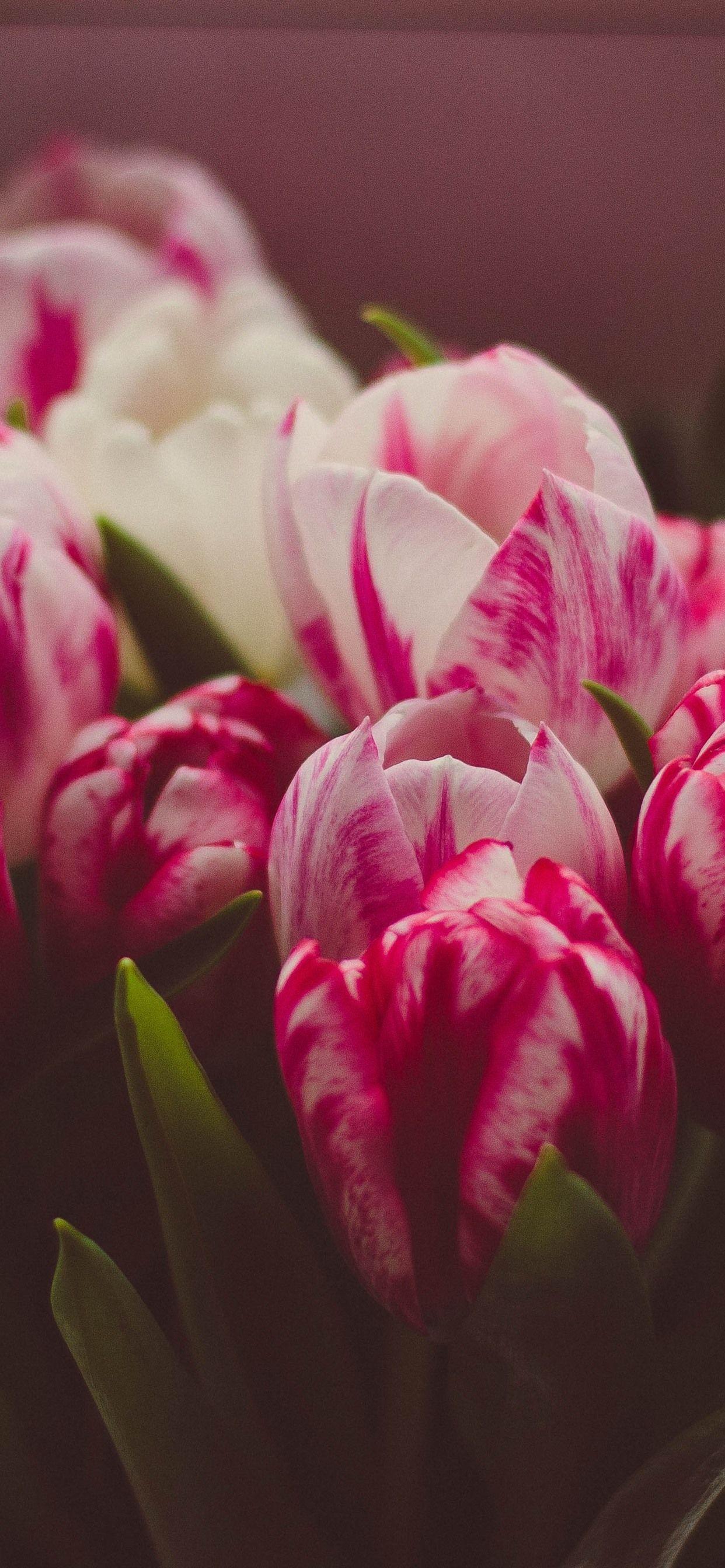 Red Tulip Iphone Wallpaper Spring iphone wallpaper and desktop