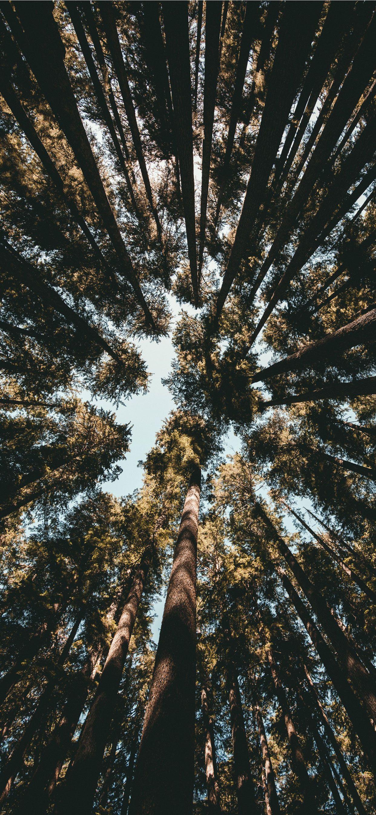 Trees iPhone Wallpapers Top Free Trees iPhone Backgrounds