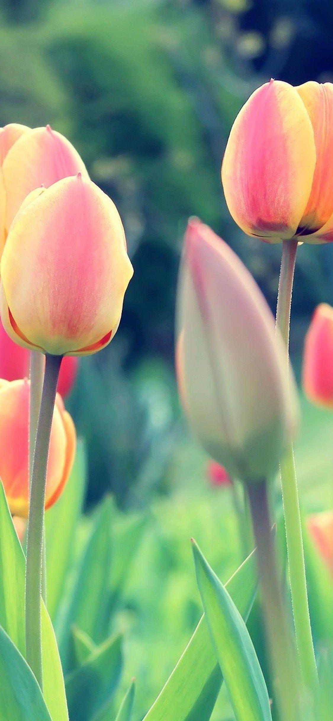 Tulips iPhone Wallpapers Top Free Tulips iPhone Backgrounds