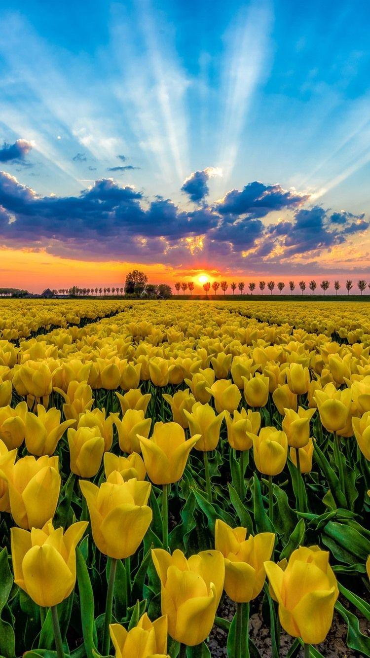 Yellow Tulips Wallpapers Top Free Yellow Tulips Backgrounds WallpaperAccess