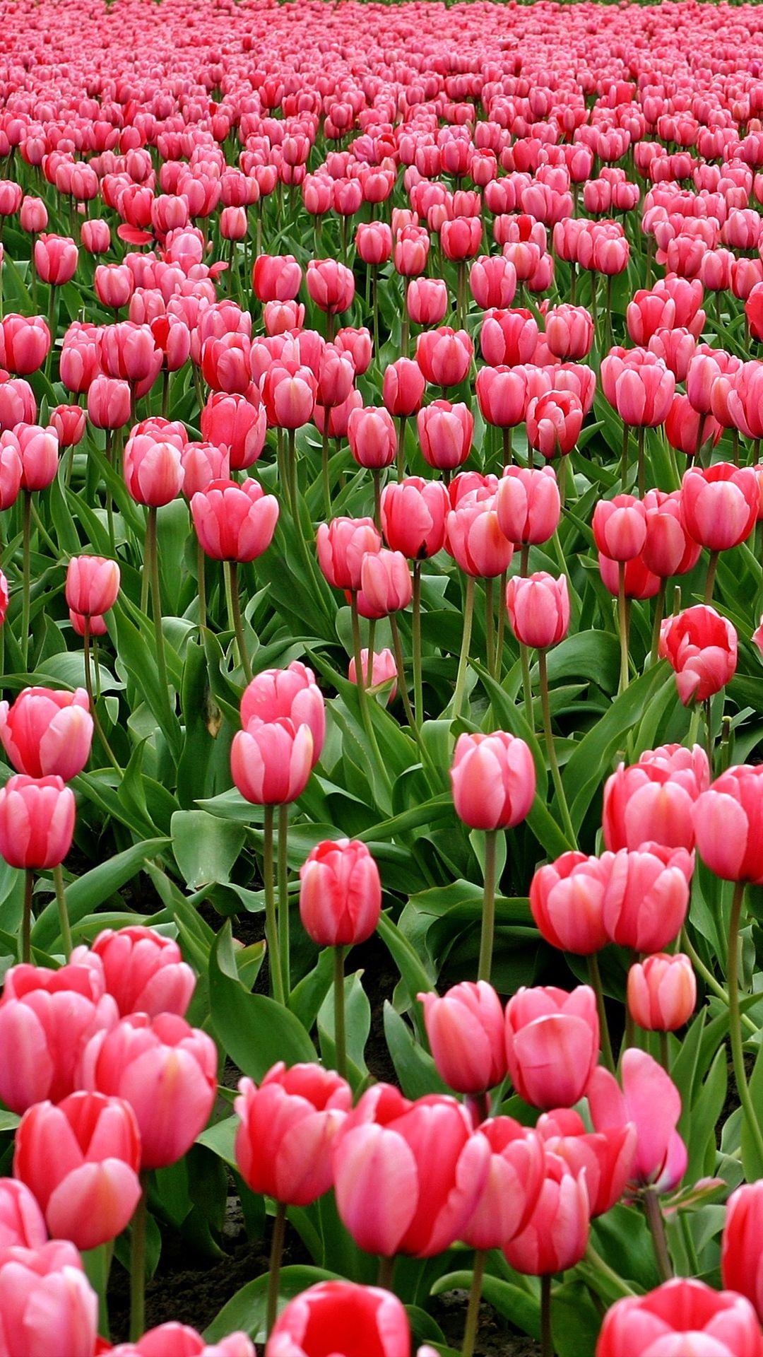 Tulips iPhone Wallpapers Top Free Tulips iPhone Backgrounds