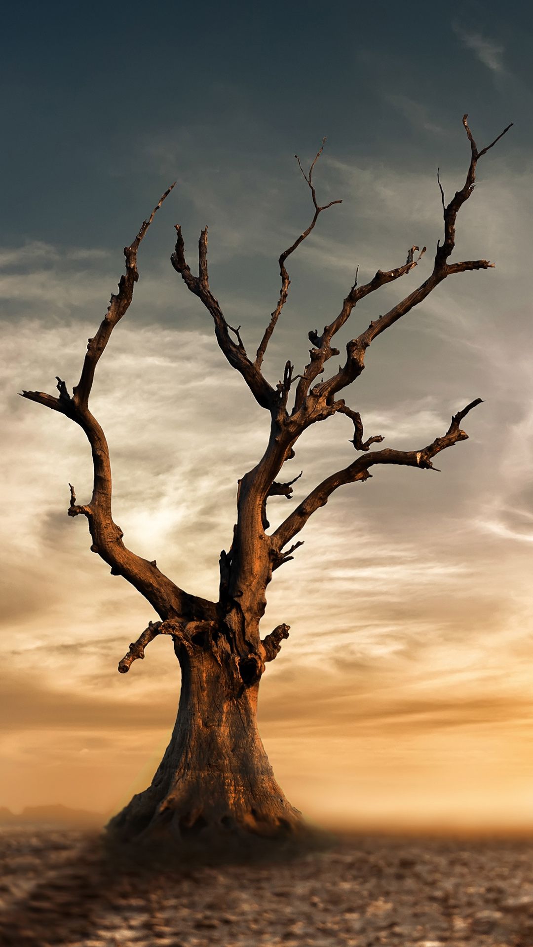 Desert Tree Wallpapers Top Free Desert Tree Backgrounds WallpaperAccess