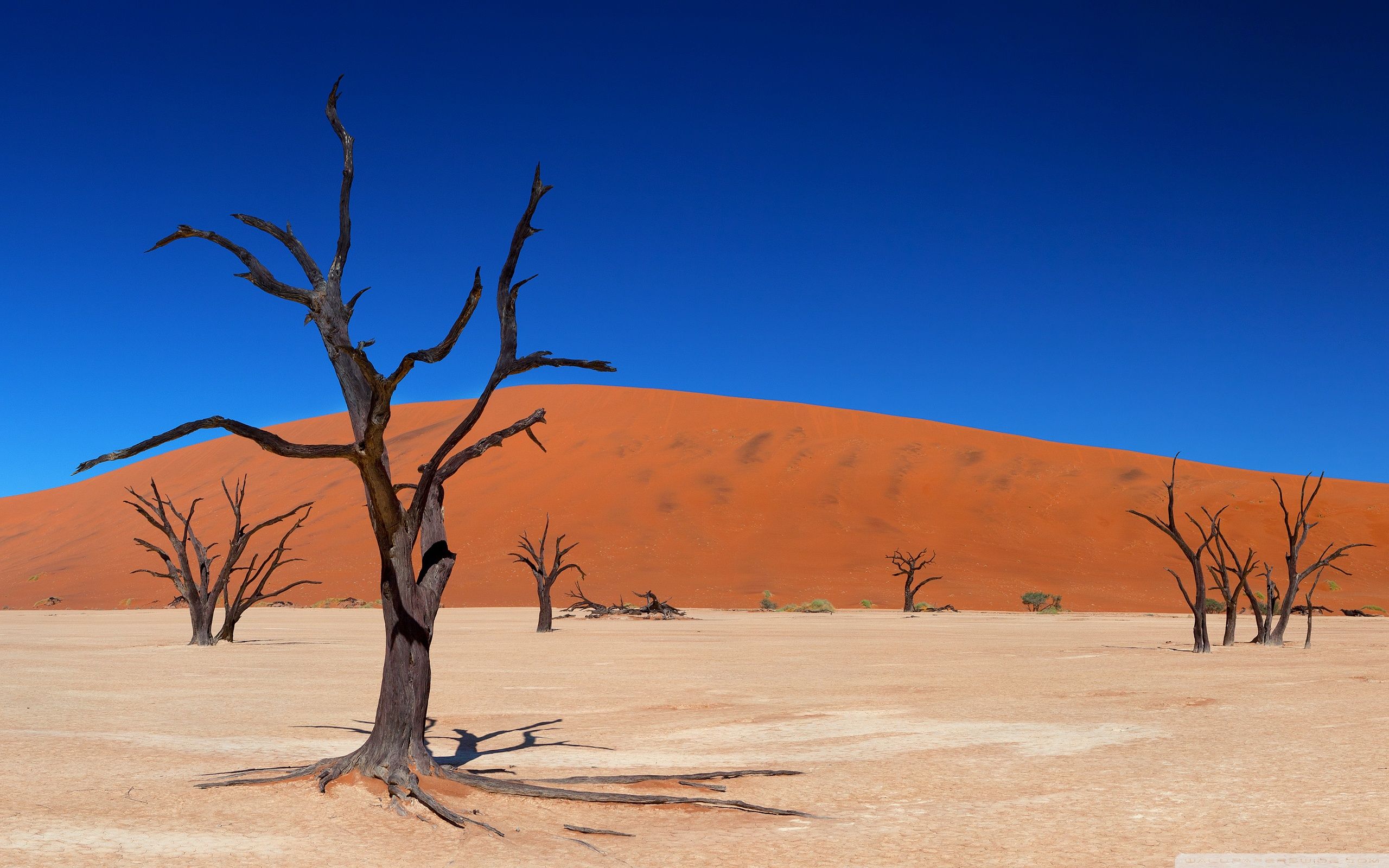 Desert Tree Wallpapers Top Free Desert Tree Backgrounds WallpaperAccess