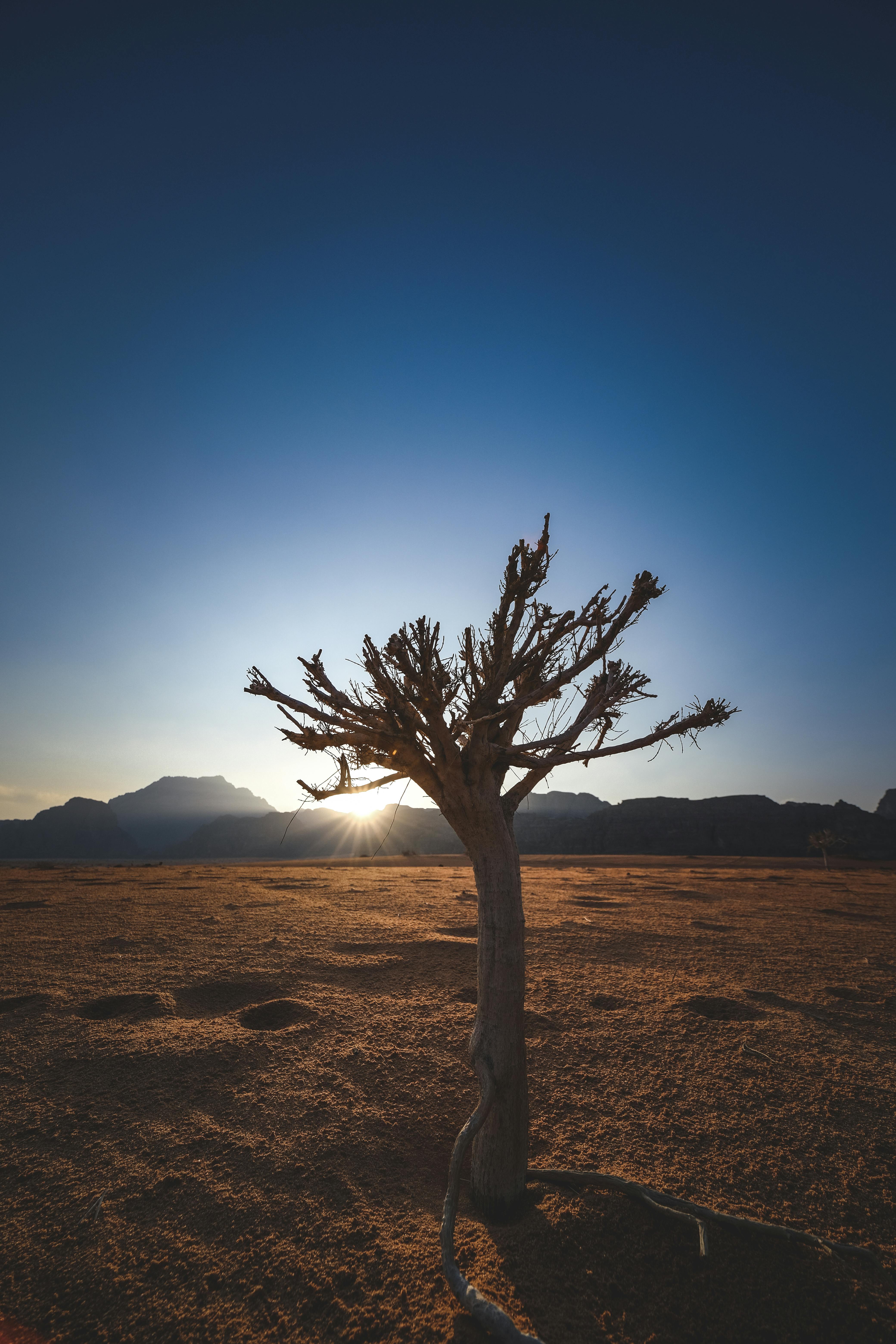 Desert Tree Wallpapers Top Free Desert Tree Backgrounds WallpaperAccess