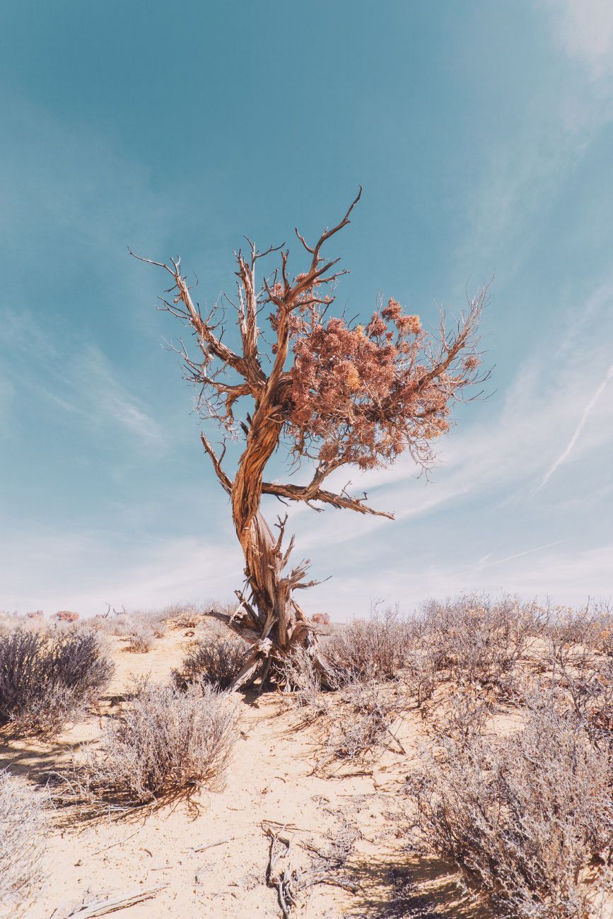 Desert Tree Wallpapers Top Free Desert Tree Backgrounds WallpaperAccess